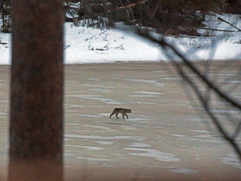 Bob Cat on Ice, Crows Pairing - UPDATE March 22, 2022