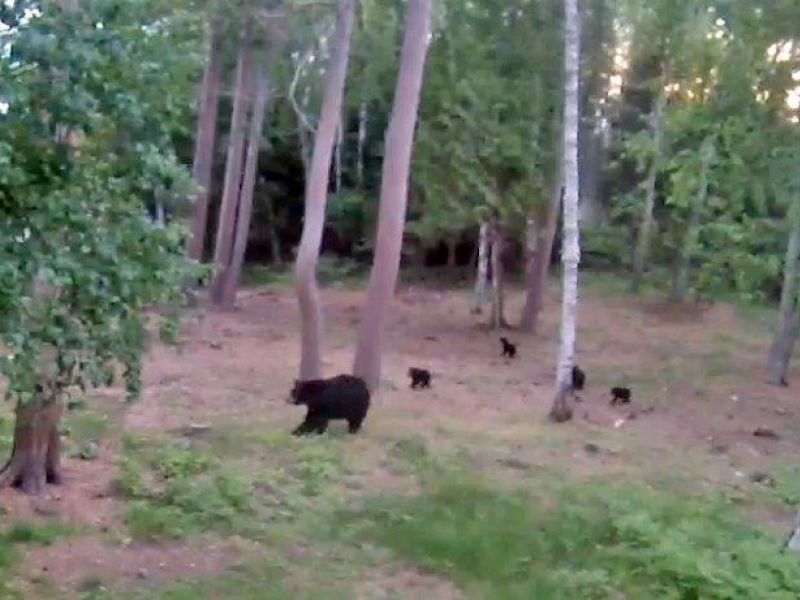 Lily, her cubs, and good times - UPDATE June 16, 2024