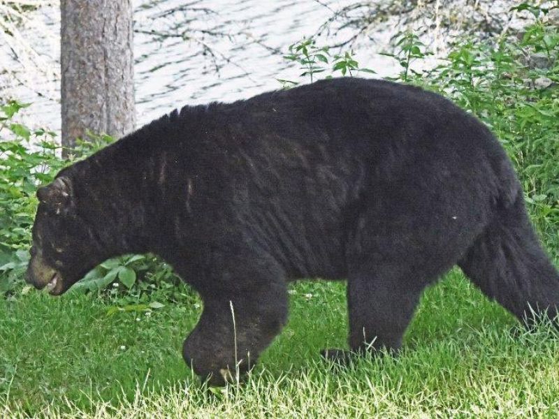Bears, Nature, and a Killing? - UPDATE July 3, 2023