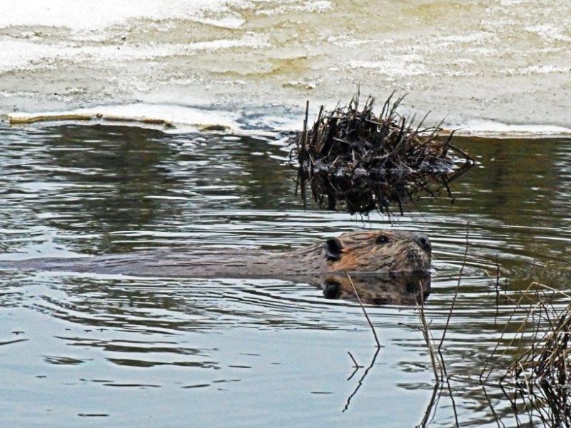 Bears, Beaver, and Beauty - UPDATE April 30, 2022