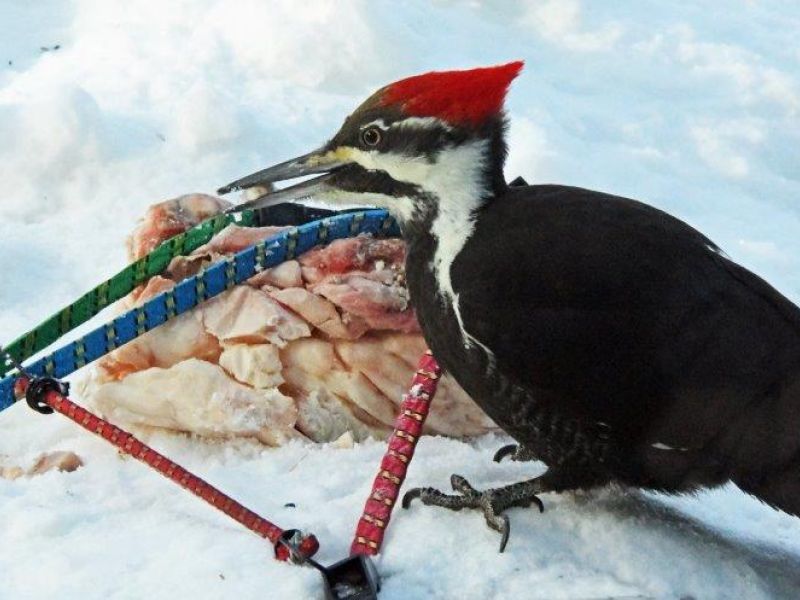 Nights of the Bobcat, Days of Birds - UPDATE January 9, 2023