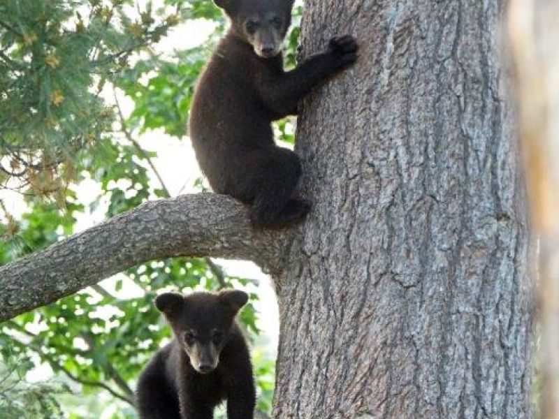 Bears, Hugs, and Ravens - UPDATE June 20, 2024