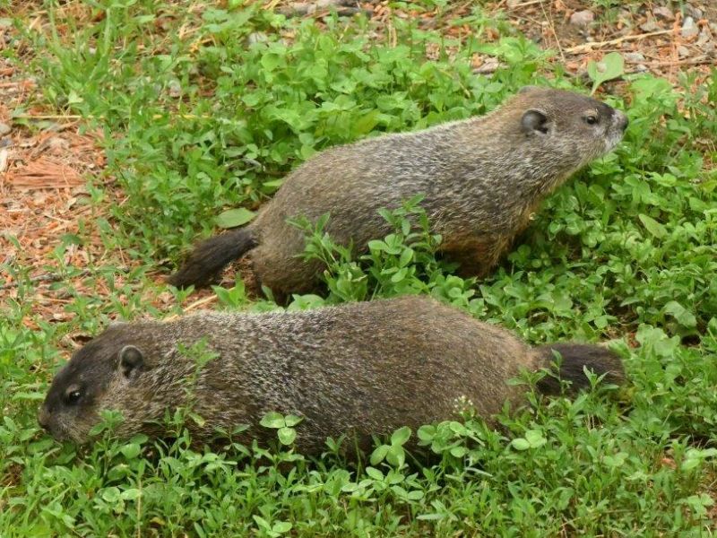 More Cubs, Josie Seen, and Woodchucks - UPDATE July 10, 2022