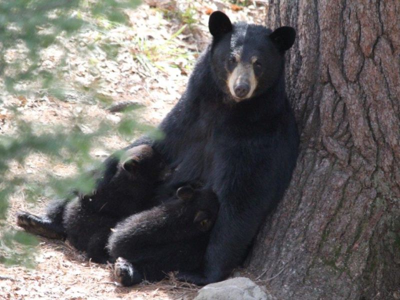 Carolyn, Cubs, a Scary Face, and Playful Tasha - UPDATE May 11, 2022