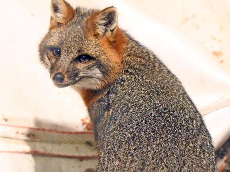 Lucky Fox - UPDATE March 26, 2023
