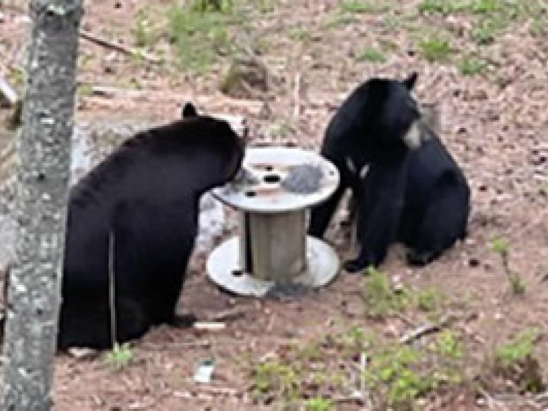 Chloe and a Male, Sharon’s Bear News - UPDATE May 24, 2022