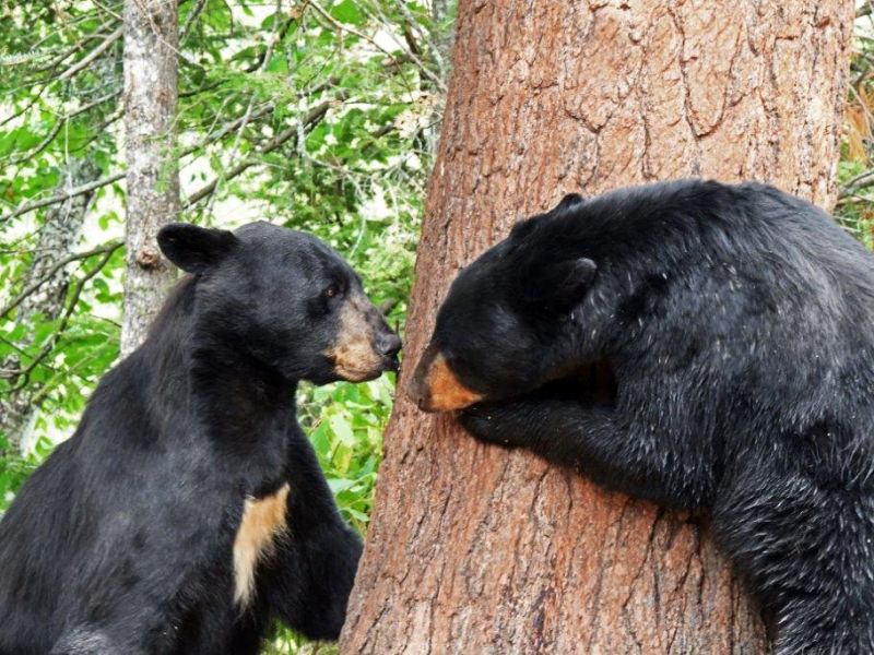 Mothers, Personalities, Cubs - UPDATE August 7, 2021
