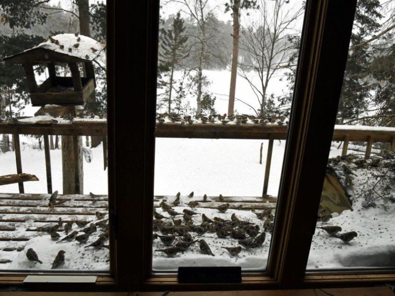 More Bobcat, No Fox - UPDATE March 11, 2022