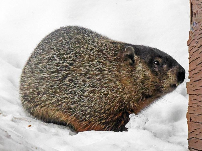 Fox, Bobcat, and the First Woodchuck - UPDATE March 14, 2022