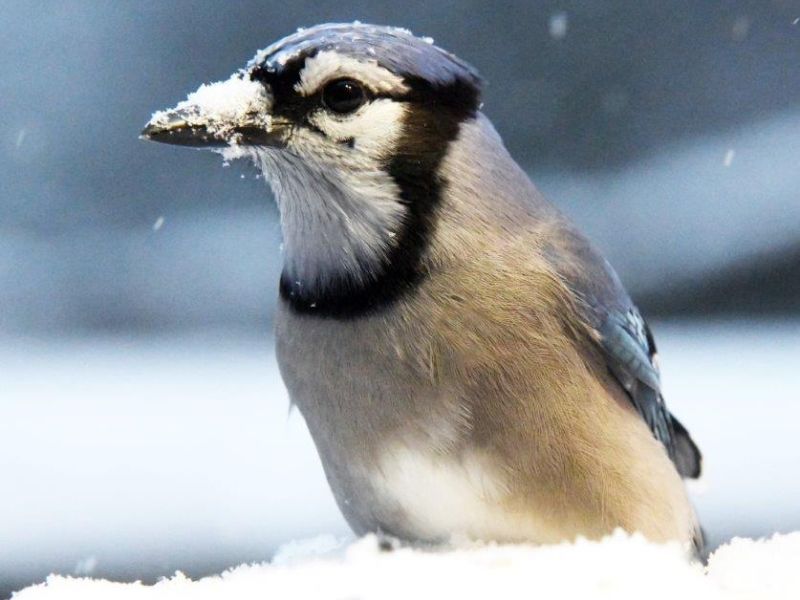 White out the Window - UPDATE November 25, 2024