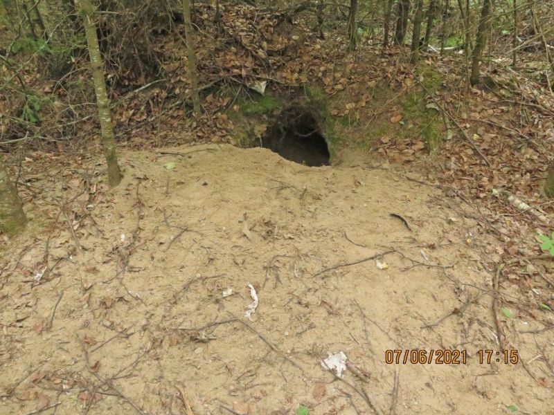 Berries and Jewel’s Old Den - UPDATE July 6, 2021