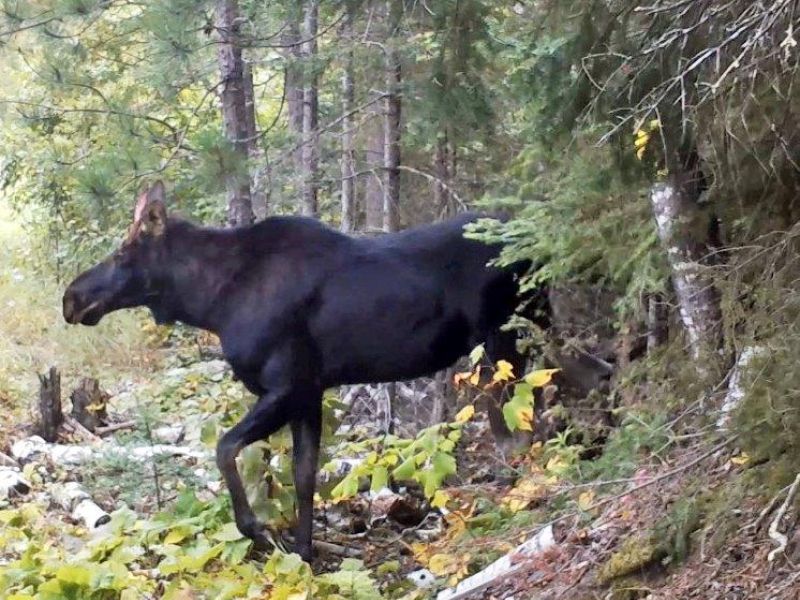 Lily, a Moose, and a Memory - UPDATE October 18, 2022