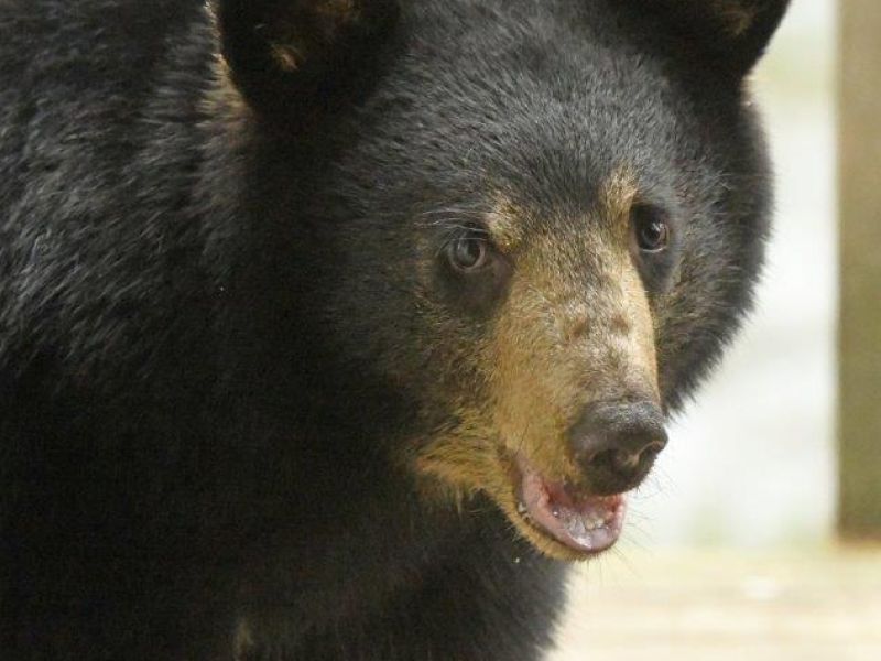 Snowball, a new visitor, and more - UPDATE October 5, 2024