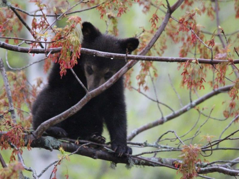 Katrina’s Cubs, Raven, Raccoon - UPDATE May 25, 2022