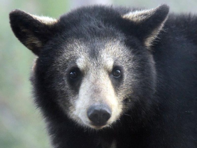 The Three Faces of Snowball and Why I Walked With Bears - UPDATE May 9, 2024