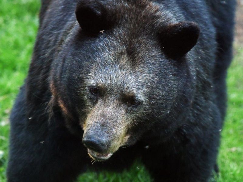 Shadow, Woodchuck - UPDATE May 31, 2021