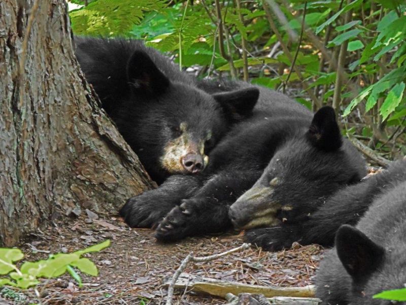 Watching a Family Live in the Woods - UPDATE August 8, 2022