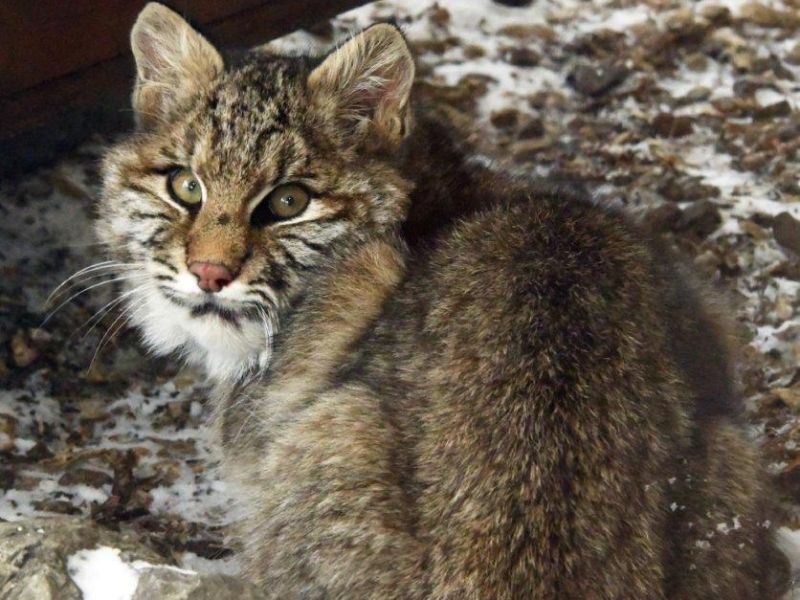 A New Third Bobcat Here for 2022 - UPDATE December 26, 2022