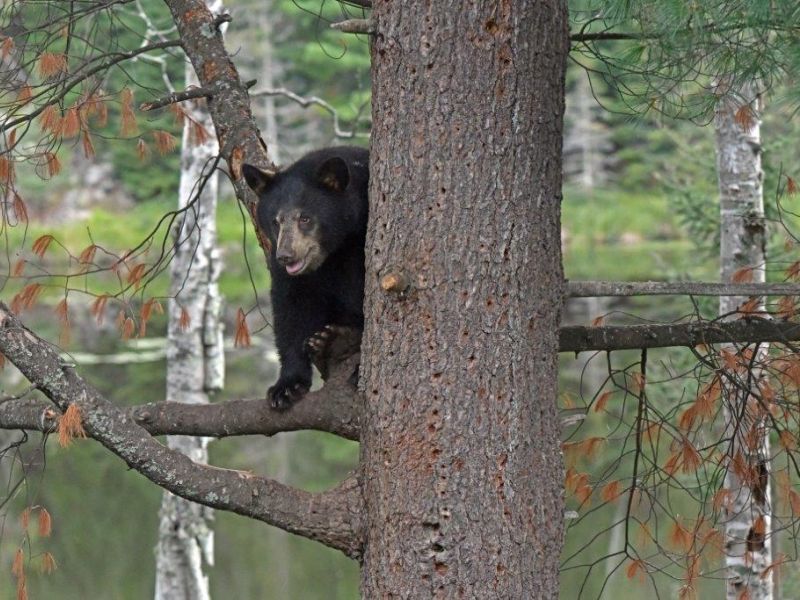 Bears and Birds - UPDATE September 2, 2020
