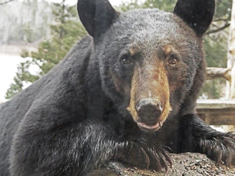 Bentley Brightens the Day - UPDATE April 20, 2025