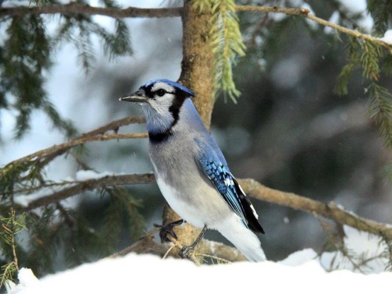 Beavers, No Bears, Bright Birds, Give to the Max Day tomorrow - UPDATE November 16, 2022