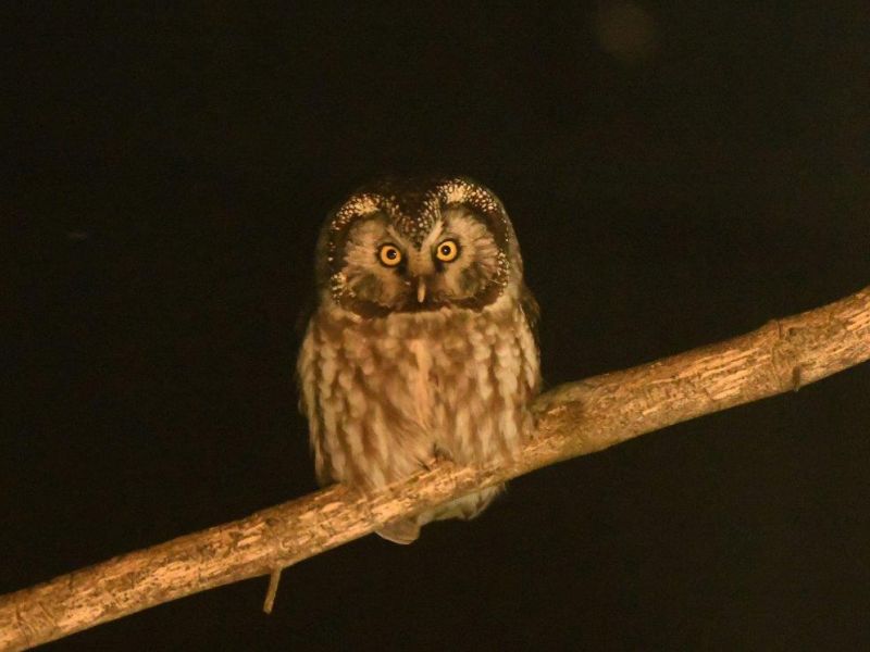 Bob Donner and the Eagle - UPDATE January 10, 2025