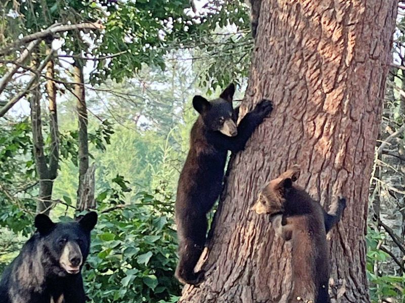 Dried Berries, More Bears—Update for July 18, 2026