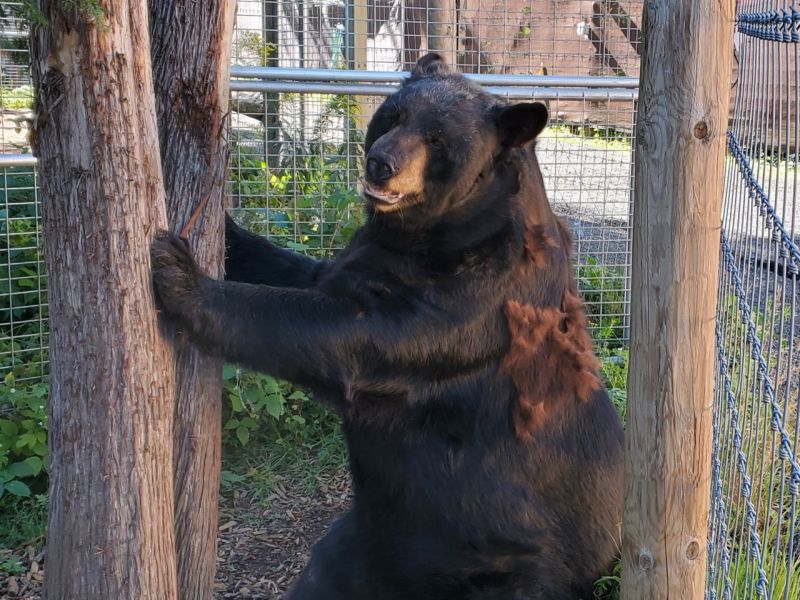 Bear News from Sharon Herrell - UPDATE September 6, 2020