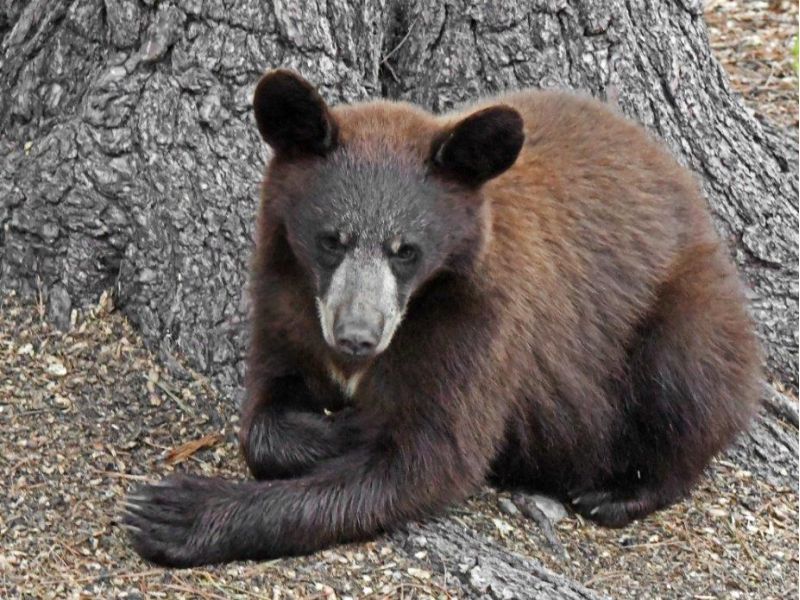 Spanky, Chloe et al., a Woodchuck Mother, and a Bright Bird - UPDATE May 21, 2022