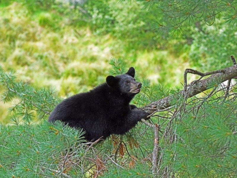 Opening of Bear Season tomorrow - UPDATE August 31, 2021