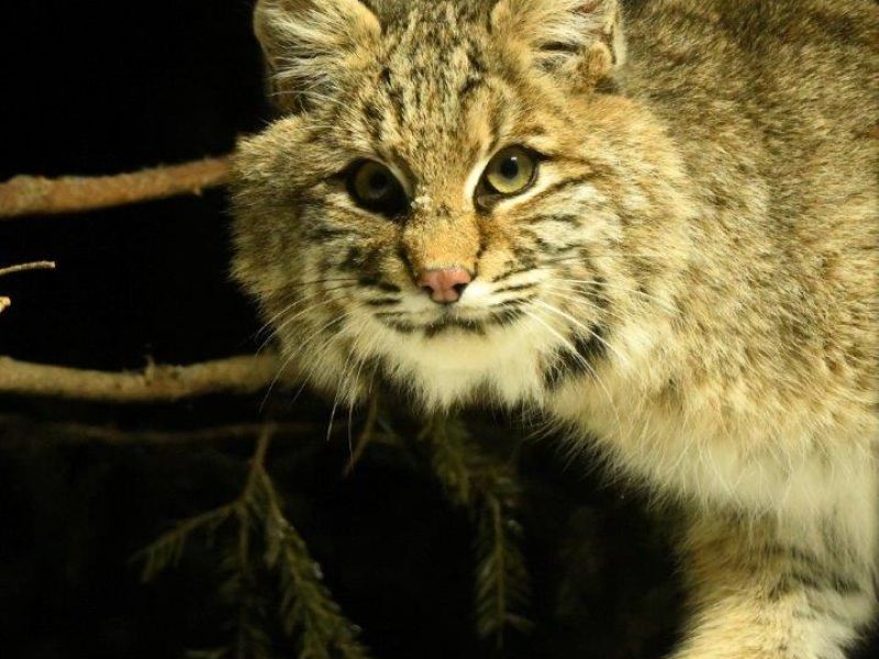 The Fox and Bob Cat Show- UPDATE March 10, 2023