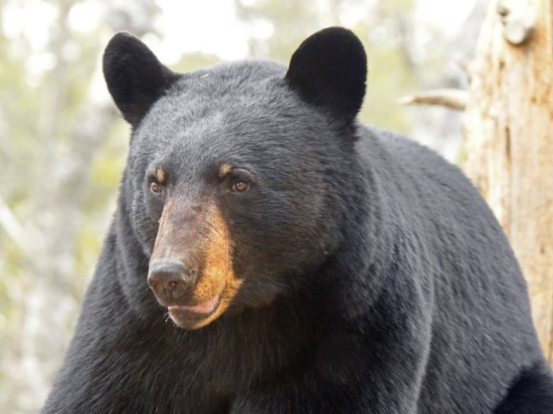 Another Identity to Check - UPDATE APRIL 17, 2026