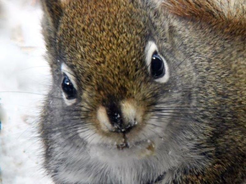 Valentine Day, Minus 50, Wildlife, Den Cam, More - UPDATE February 14, 2021