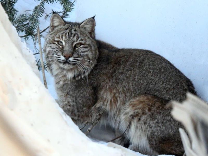 The Cat is Back! - UPDATE March 10, 2022