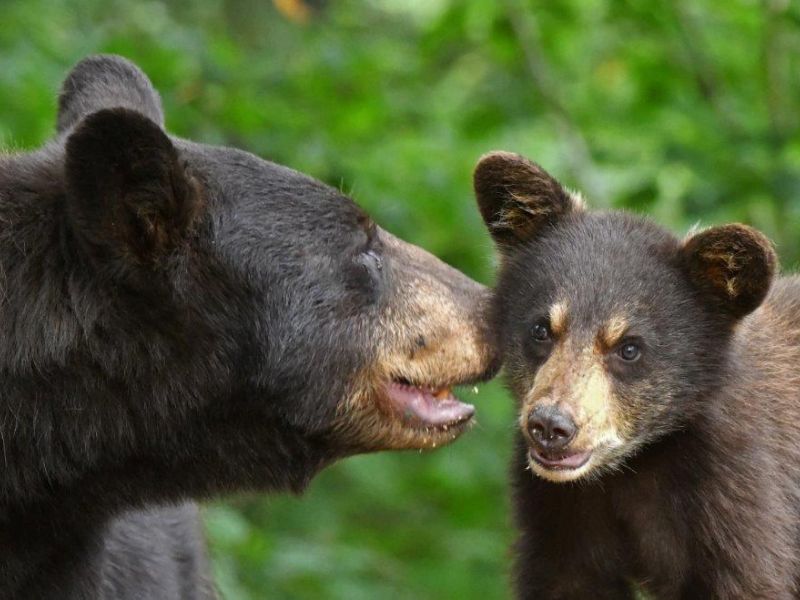 Shadow, Cinnamon and Cub - UPDATE August 17, 2020