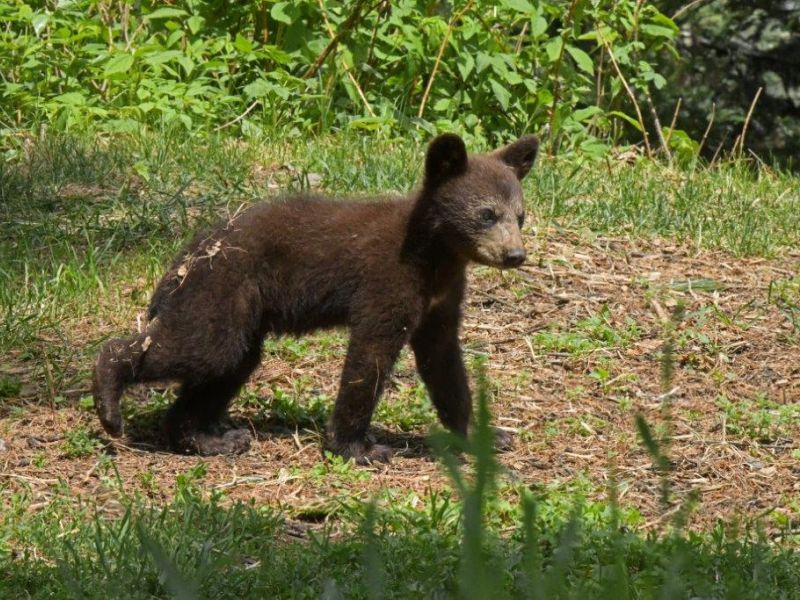 Finally, Cubs!! - UPDATE June 2, 2021   