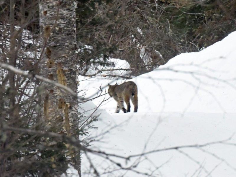 And then there was the Bobcat - UPDATE March 5, 2022