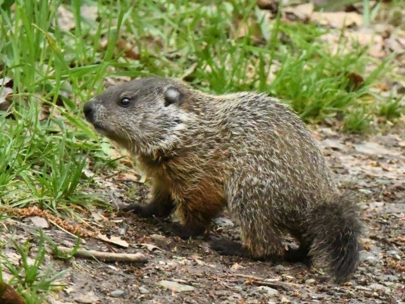 Bravery, Bear News and Action at the WRI - UPDATE May 30, 2022