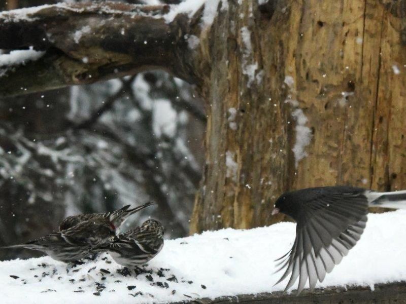 Tasha Licking Sap? Redpolls vs. Juncos, and the Moment of the Day!!! - UPDATE April 18, 2022
