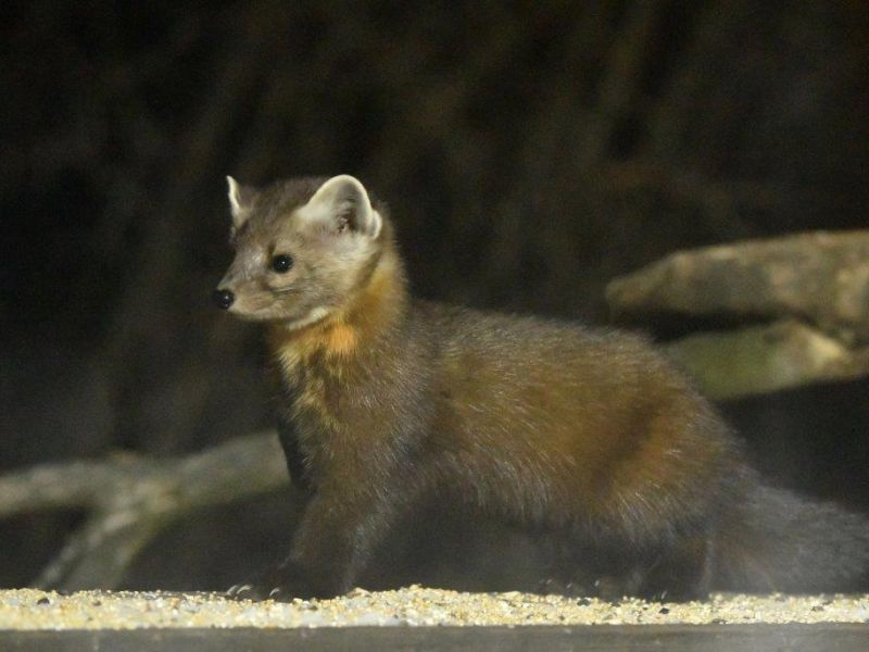 In Their Dens and On the Hunt - UPDATE December 16, 2020