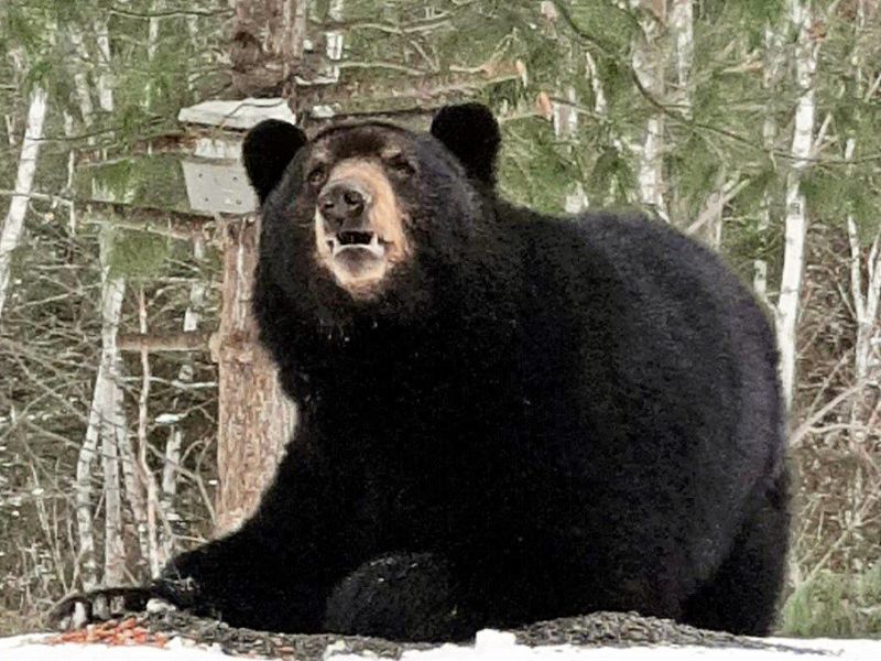 Spanky, Red Fox, and More - UPDATE April 19, 2023