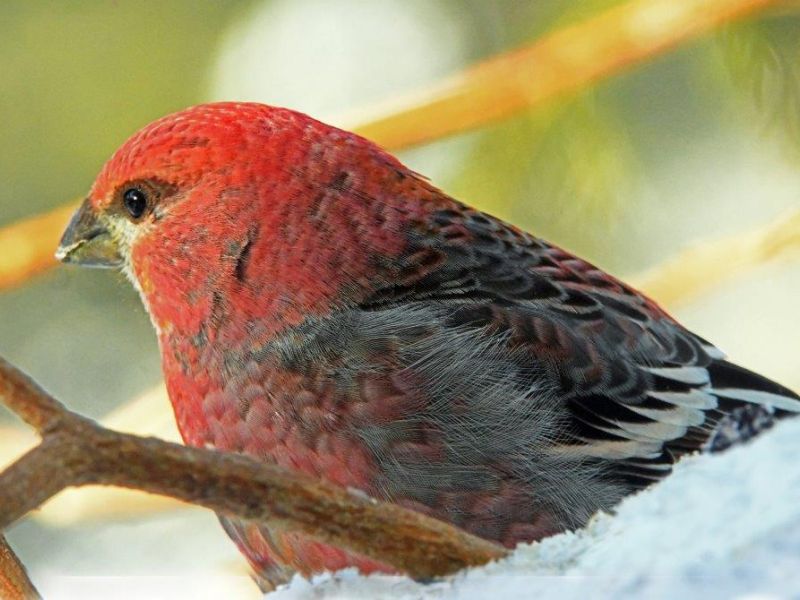 Gray Fox Progress, and Pine Grosbeak Potential - UPDATE January 29, 2023