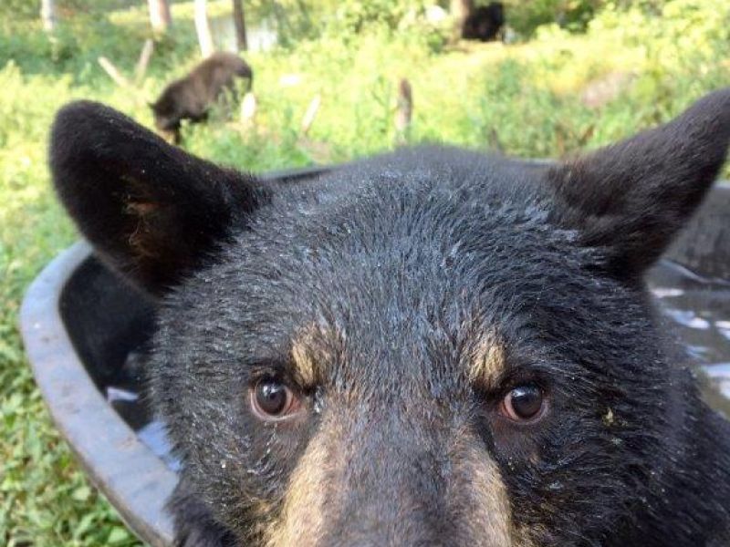 When Mom’s Away, the Cubs Will Play - UPDATE August 27, 2020