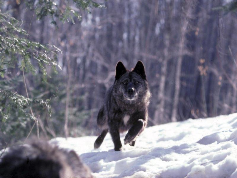 Fox, Deer, and Wolves! - UPDATE March 8, 2022
