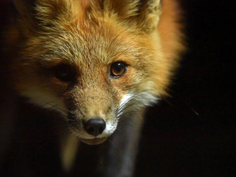 Shadow, Lily, a Fox, and a Thank You - UPDATE October 21, 2021
