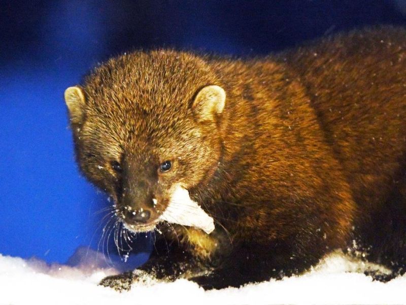 A Fisher and Uncountable Siskins - UPDATE February 17, 2025