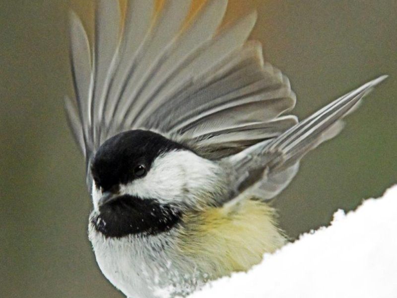Pretty Girl Came Plus a New Winter Finch - UPDATE January 31, 2022