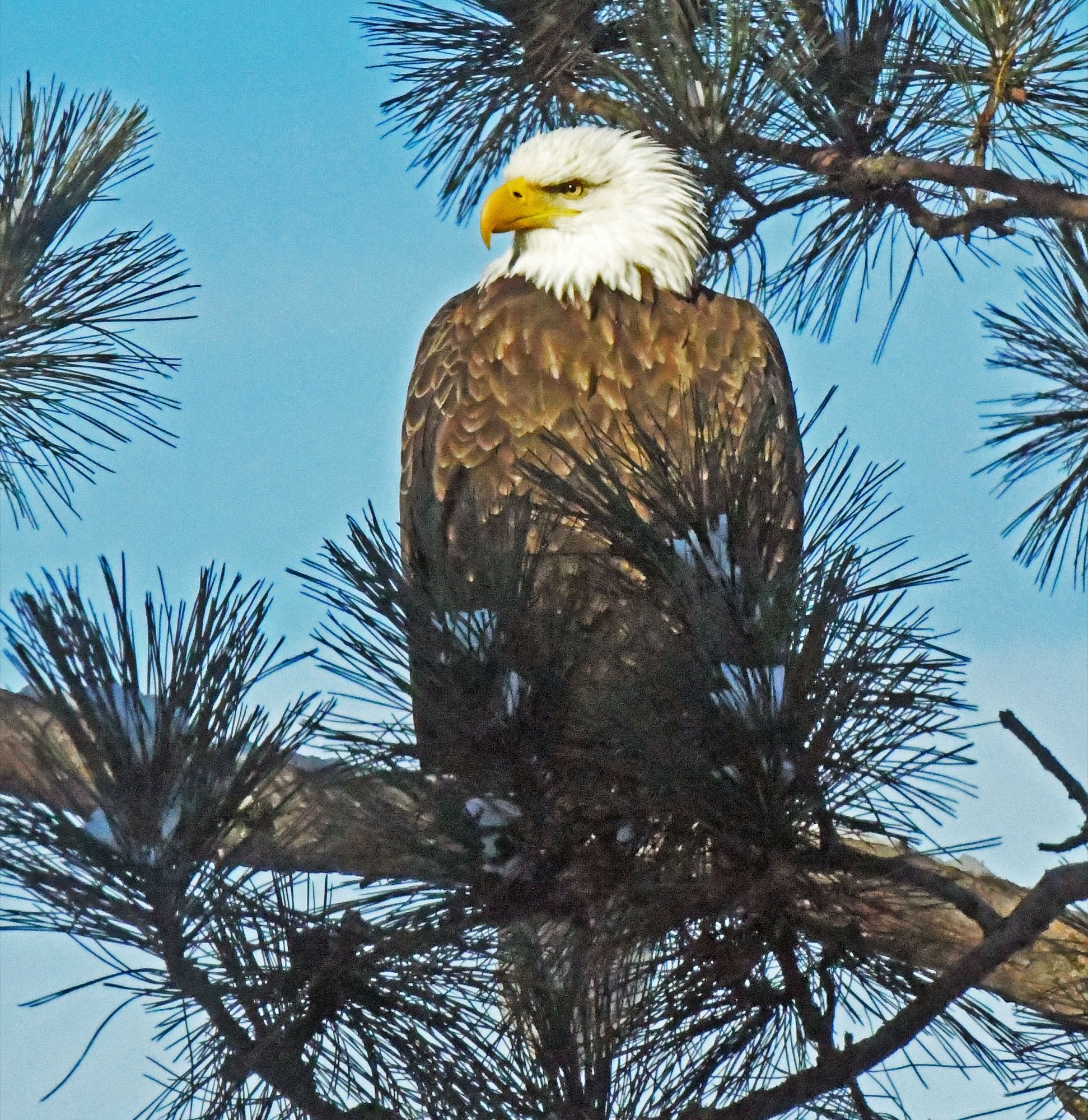 An Eagle and a Plight - UPDATE January 26, 2026