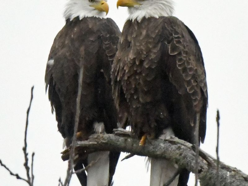 Missing Bears but Eagles are Helping - UPDATE November 8, 2025