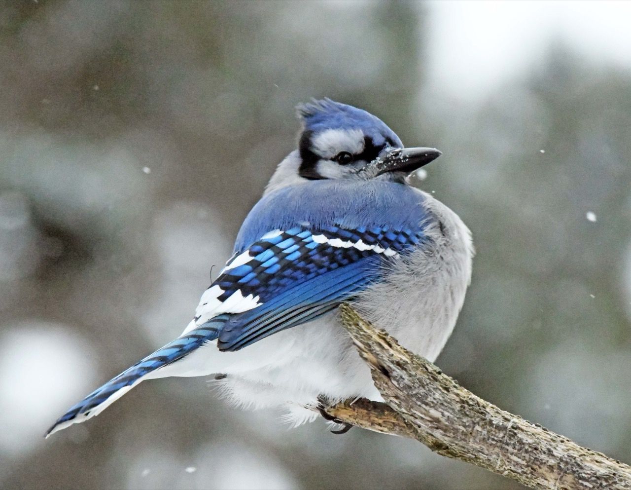 Eyes Peering in the Window - UPDATE January 10, 2026